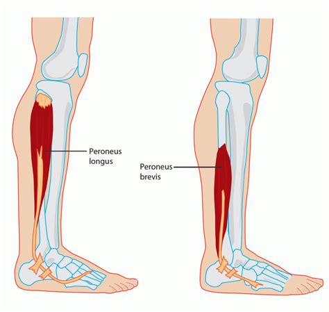 Fibular Longo E Curto