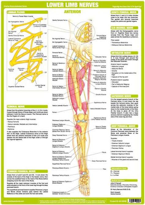 Lower Limb Nerves Anterior Podiacare Ltd