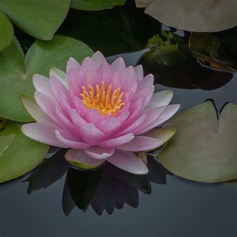 Water Lily Also Called Lotus Flower Photograph By Michael
