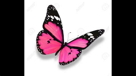 Jika anda ingin terbang kupu kupu di layar, unduh terbang ini kupu kupu wallpaper animasi. Bacground Bunga Dan Kupu-Kupu Bergerak / Https Encrypted ...