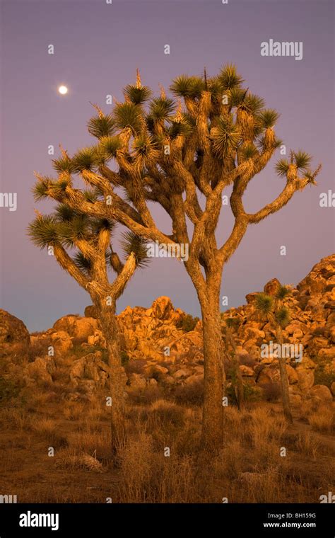 Joshua Tree National Park Hi Res Stock Photography And Images Alamy