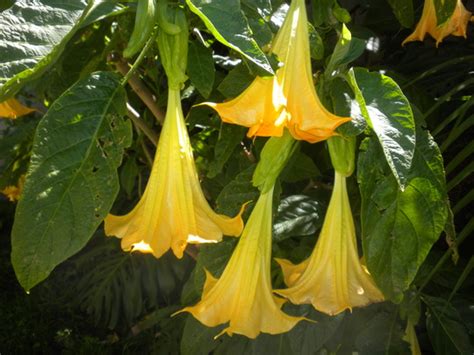 Brugmansia Jamaica Yellow Grows On You