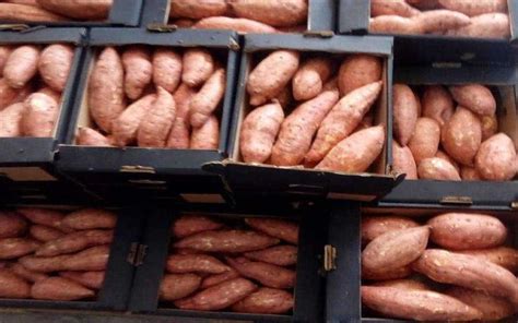 export sweet potatoes sweet potatoes for export hitac trading hygienic food food sweet