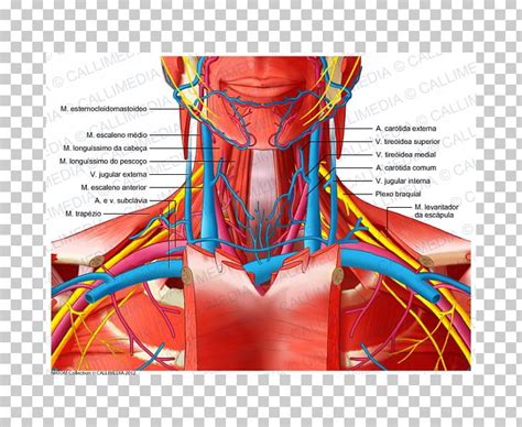 Carotid artery stenosis is a narrowing or constriction of any part of the carotid arteries, usually caused by atherosclerosis. Anatomy Of The Neck Vessels