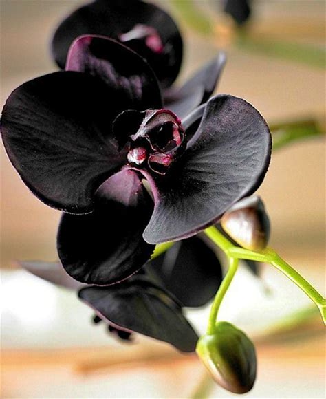Dark burgundy flowers with a white and red lip. Cymbidium Kiwi Midnight - Flowers in 2020 | Orchideen ...