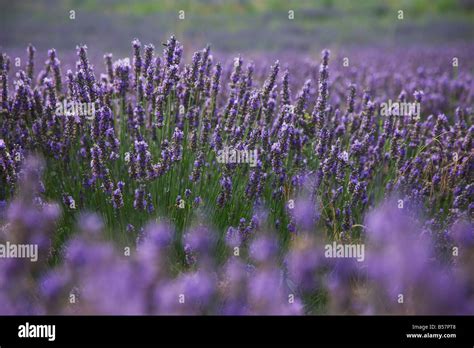 Lavender Fields Provence France Europe Stock Photo Alamy