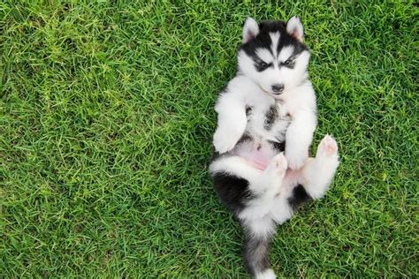When Do Huskies Shed Their Puppy Coat