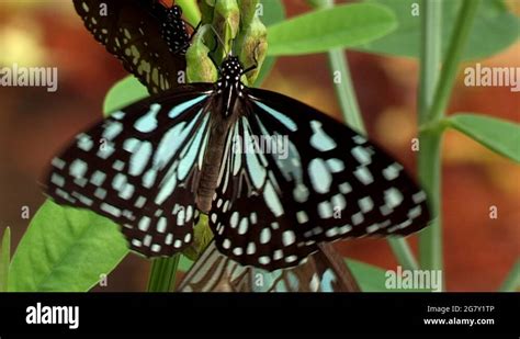 Butterfly Flapping Its Wings Stock Videos And Footage Hd And 4k Video