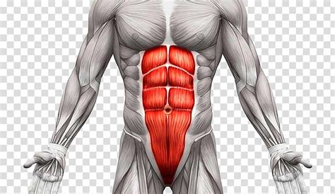 Starting with the rhomboid muscle divided into major and minor and. Rectus abdominis muscle Transverse abdominal muscle Abdominal external oblique muscle Human body ...