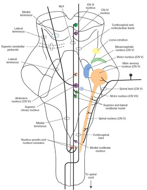 Brainstem Ii Pons And Cerebellum Part 1 Nervous System Anatomy