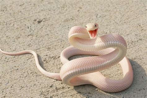 White Snakes Wallpapers Top Free White Snakes Backgrounds