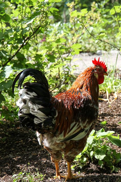 Selain itu, jambul pada burung ini akan bergerak untuk selanjutnya mari kita menuju daftar audio masteran burung branjangan. Gambar : burung, unggas, fauna, ayam jantan, induk ayam, Galliformes, Phasianidae 2304x3456 ...