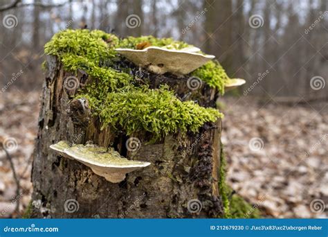Mushrooms On A Stump Stock Photo Image Of Mushrooms 212679230