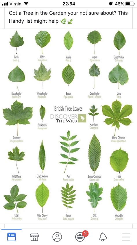 Printable Tree Leaf Identification Chart Printable Word Searches