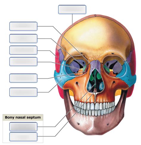 Human Skull Anterior And Posterior Views Diagram Quizlet My XXX Hot Girl