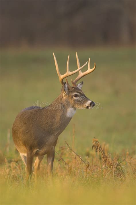 Whitetail Deer Reproduction Stock Image Image Of Curl Glands 36537299