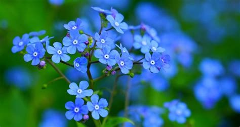 Spring Flowers Are Blue Color Scheme Blue
