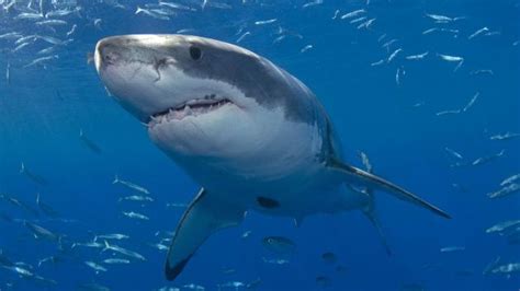 Real-life 'Jaws' spotted off Hamptons | Shark, Shark ...