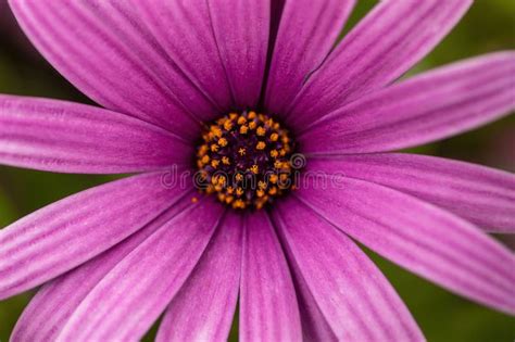 Purple Osteospermum Flower In Bloom Stock Image Image Of Isolated