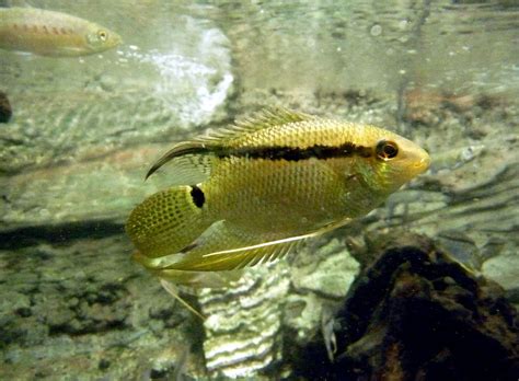 Festivum Cichlid An Extensive Guide On Care Diet And Breeding