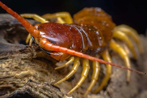 How Many Legs Does A Centipede Have A Z Animals