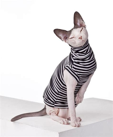 Sphynx Cat Wear The Original Sphynx Clothing Company Sphynxcat