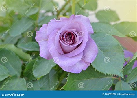 Mamy Blue Rose Flowers Cultivated In The Garden Stock Photo Image Of