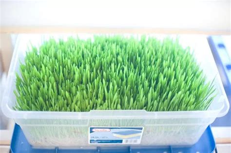 Feel free to email me if you are interested in seeing it and i. DIY Hydroponic Fodder System | Fodder system, Hydroponic ...