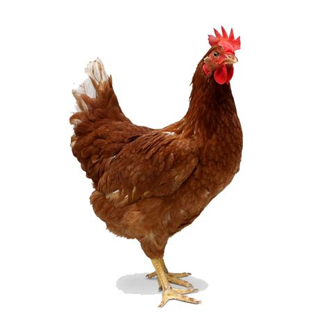 Chicken Png Images Transparent Free Download