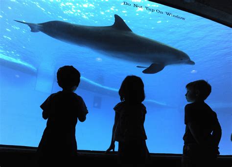 What Theyre Saying About National Aquarium Relocating Dolphins
