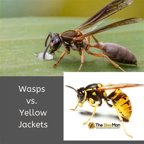 Wasps Vs Yellow Jackets Identifying Wasp Vs Yellow Jackets Is Easy