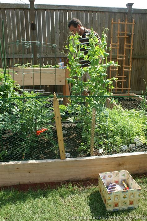 Deepsouthhomestead@gmail.com ▶▬ mailing address▬ deep south. Garden Update: Can I transplant Sugar Snap Peas to a ...