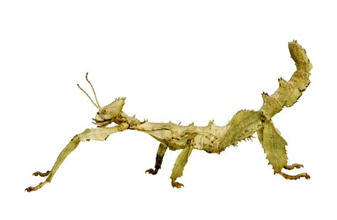Extatosoma Tiaratum Giant Prickly Stick Insect Care Sheet