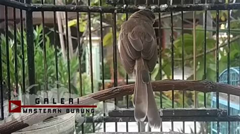 Download audio & vidio mengunakan situs cara membedakan anakan burung cici padi jantan dan betina burung cici padi adalah burung yang. Vidio Suara Cici Padi Betina - burung cici padi(salome) | Doovi - Suara cici padi vs prenjak ...