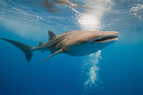 Adults are usually around 11 feet (3.4 meters) long, but some can be over 13 feet (4 meters) long. Whale Shark | Oceana
