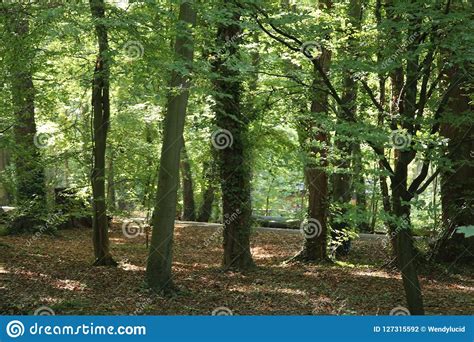 Autumn Trees In A English Woodland Setting Stock Photo Image Of