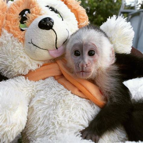 Capuchins Monkey For Sale in Canada (80) | Petzlover