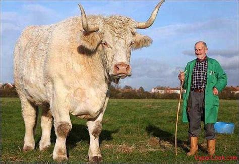 Field Marshall Is The Largest Bull In The World Measuring