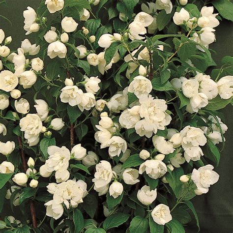 Außer, das jasmin als zierstrauch oder zimmerpflanze verwendet wird, nutzt man auch sein ätherisches öl und zwar in der aromatherapie, zur parfümherstellung und als aromastoff für tees oder marashinokirschen. Pfeifenstrauch, Falscher Jasmin - Philadelphus 'Virginal ...