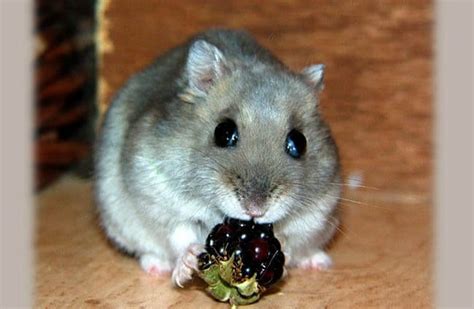 Dwarf Hamster Description Habitat Image Diet And Interesting Facts