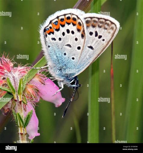 Close Up Of A Male Silver Studded Blue Butterfly Plebejus Argus