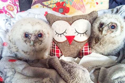White Wolf Rescued Baby Owls Have Adopted Something Very Cute To Be