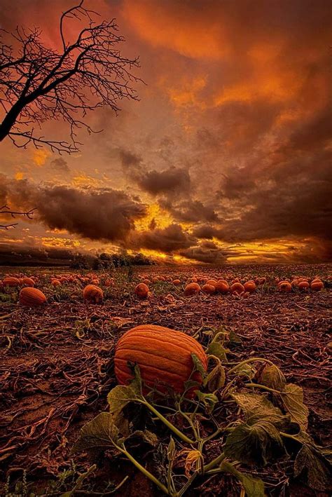 Pumpkin Patch Autumn Fall Fields Harvest Spice Hd Phone Wallpaper