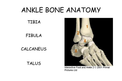 Ppt Ankle Anatomy Powerpoint Presentation Id30309