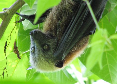 The Samoan Flying Fox Pteropus Samoensis Is Diurnal It Can Be Found
