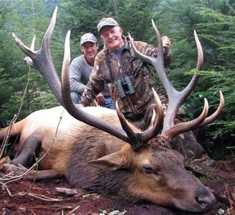 Roosevelt Elk Hunting North Vancouver Island Hunting Guides