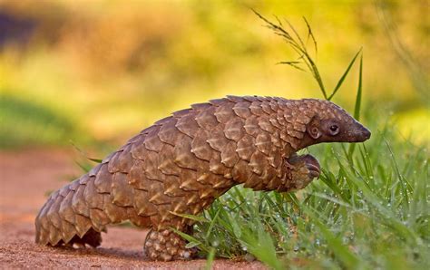 I Cant Help But Love Pangolins Aww