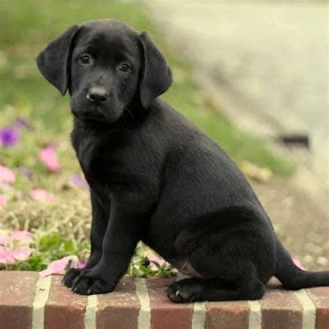 41 Cute Black Puppy Dog Joyful Puppy