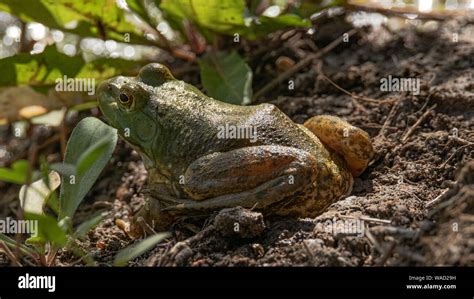 American Bullfrog Lithobates Catesbeianus Colorado Usa Stock Photo
