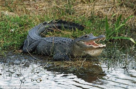 Alligators nests american animals animales crocodiles animaux animais animal. Birds use ALLIGATORS as 'bodyguards' to protect their ...